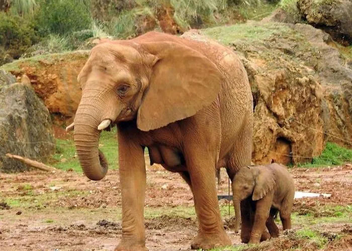Reformado Cerca De Cabarceno *